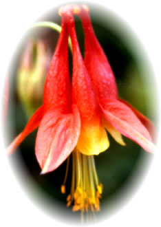 Aquilegia canadensis
